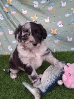Bubbles, a female Poodle - Miniature  and Miniature Australian Shepherd for sale in Ashland, OH – 4 of 8