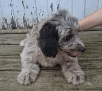 Pongo, a male Poodle - Miniature  and Miniature Australian Shepherd for sale in Ashland, OH – 2 of 10