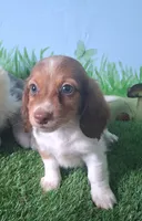 Milo, a male Miniature Dachshund for sale in Ashland, OH – 3 of 9
