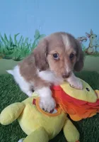 Arlo, a male Miniature Dachshund for sale in Ashland, OH – 2 of 9