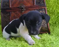 Darla, a female Jack Russell Terrier and Miniature Dachshund for sale in Ashland, OH – 3 of 9