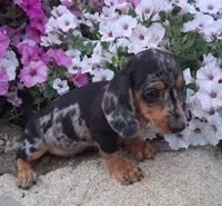 Specks, a male Miniature Dachshund for sale in Ashland, OH – 3 of 7