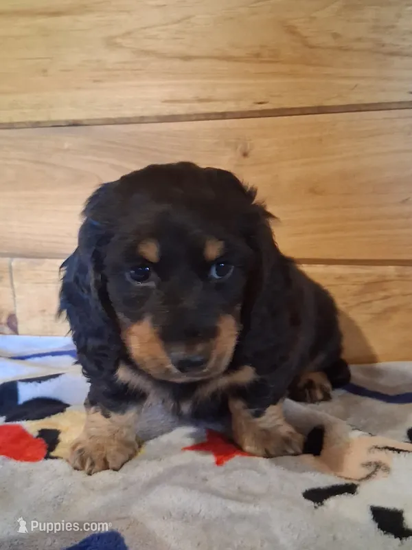 Dale – Miniature Dachshund puppy for sale in Ashland, OH