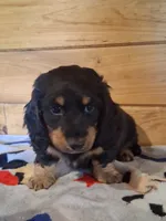 Dale, a male Miniature Dachshund for sale in Ashland, OH – 1 of 8