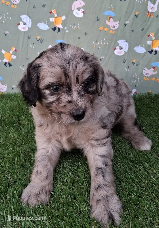 Pongo – Poodle - Miniature , Miniature Australian Shepherd puppy for sale in Ashland, OH