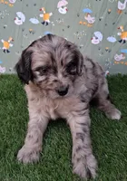 Pongo, a male Poodle - Miniature  and Miniature Australian Shepherd for sale in Ashland, OH – 1 of 8