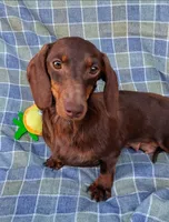 Oscar , a male Miniature Dachshund for sale in Ashland, OH – 8 of 8