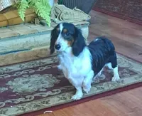 Gizmo, a male Miniature Dachshund for sale in Ashland, OH – 8 of 8
