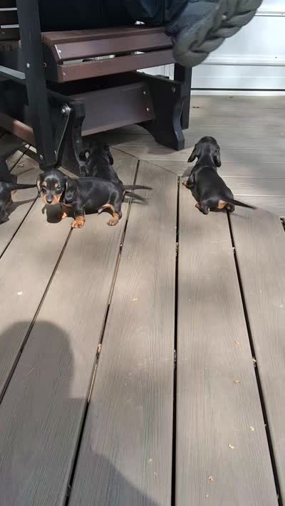 Grover, a male Miniature Dachshund for sale in Ashland, OH – 6 of 7