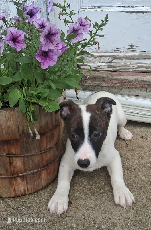 Rolo – Jack Russell Terrier, Cardigan Welsh Corgi puppy for sale in Ashland, OH