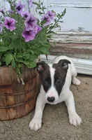 Rolo, a male Jack Russell Terrier and Cardigan Welsh Corgi for sale in Ashland, OH – 1 of 6