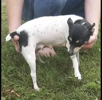 Specs, a male Chihuahua and Toy Fox Terrier for sale in Ashland, OH – 6 of 6