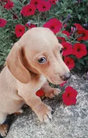 Banana, a male Miniature Dachshund for sale in Ashland, OH – 2 of 6