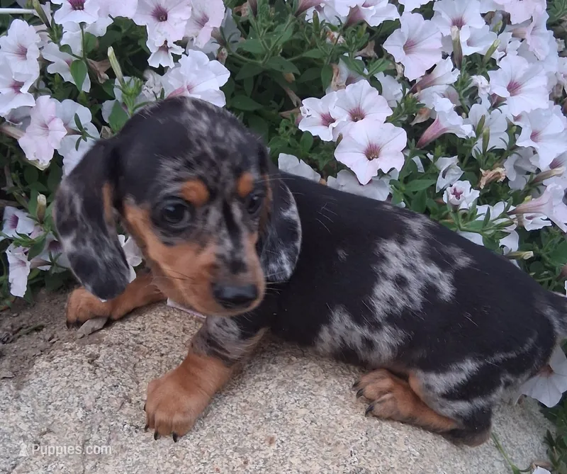 Specks – Miniature Dachshund puppy for sale in Ashland, OH