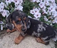 Specks, a male Miniature Dachshund for sale in Ashland, OH – 1 of 7
