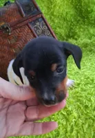 Spanky, a female Jack Russell Terrier and Miniature Dachshund for sale in Ashland, OH – 2 of 9