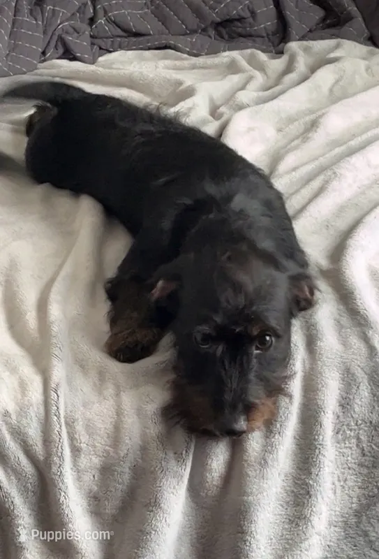 Adoption Jabba  – Shih Tzu, Miniature Dachshund puppy for sale in Ashland, OH