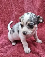 Cosmo, a male Chihuahua and Toy Fox Terrier for sale in Ashland, OH – 4 of 6