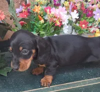 Grover, a male Miniature Dachshund for sale in Ashland, OH – 2 of 7