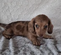 Bubbles, a female Miniature Dachshund for sale in Ashland, OH – 3 of 8