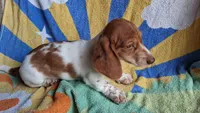 Mango Dapple, a male Miniature Dachshund for sale in Ashland, OH – 2 of 4
