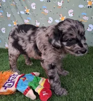 Dasher, a male Poodle - Miniature  and Miniature Australian Shepherd for sale in Ashland, OH – 5 of 8