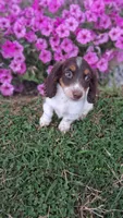 Candy, a male Miniature Dachshund for sale in Ashland, OH – 4 of 8