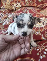 Sky, a female Chihuahua and Toy Fox Terrier for sale in Ashland, OH – 2 of 6