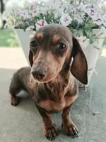 Lavander Rose, a female Miniature Dachshund for sale in Ashland, OH – 6 of 7