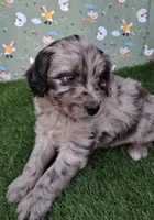 Pongo, a male Poodle - Miniature  and Miniature Australian Shepherd for sale in Ashland, OH – 5 of 8