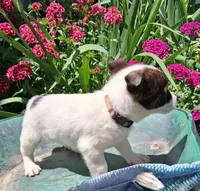 Noodles, a male Jack Russell Terrier and Miniature Dachshund for sale in Ashland, OH – 5 of 7