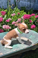 Pickles, a male Jack Russell Terrier and Miniature Dachshund for sale in Ashland, OH – 6 of 8