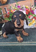 Sofia , a female Miniature Dachshund for sale in Ashland, OH – 3 of 7