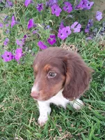 Rolo, a male Miniature Dachshund for sale in Ashland, OH – 2 of 8