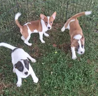 Fin, a male Jack Russell Terrier and Cardigan Welsh Corgi for sale in Ashland, OH – 6 of 6