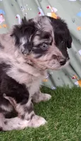Bubbles, a female Poodle - Miniature  and Miniature Australian Shepherd for sale in Ashland, OH – 5 of 8