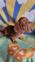 Dasher, a male Miniature Dachshund for sale in Ashland, OH – 3 of 7
