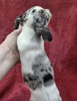Cosmo, a male Chihuahua and Toy Fox Terrier for sale in Ashland, OH – 2 of 6