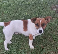 Fin, a male Jack Russell Terrier and Cardigan Welsh Corgi for sale in Ashland, OH – 5 of 6