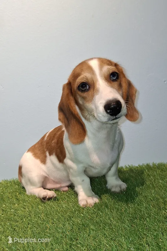 Banana – Miniature Dachshund puppy for sale in Ashland, OH