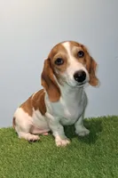 Banana, a male Miniature Dachshund for sale in Ashland, OH – 1 of 7