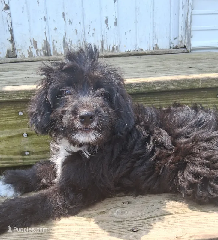 Velvet  – Poodle - Miniature , Miniature Australian Shepherd puppy for sale in Ashland, OH