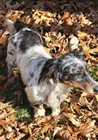 Peanut, a male Jack Russell Terrier and Miniature Dachshund for sale in Ashland, OH – 7 of 7