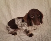 Alfredo Noodle, a male Miniature Dachshund for sale in Ashland, OH – 7 of 7