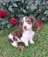 Snickers , a male Miniature Dachshund for sale in Ashland, OH – 1 of 8