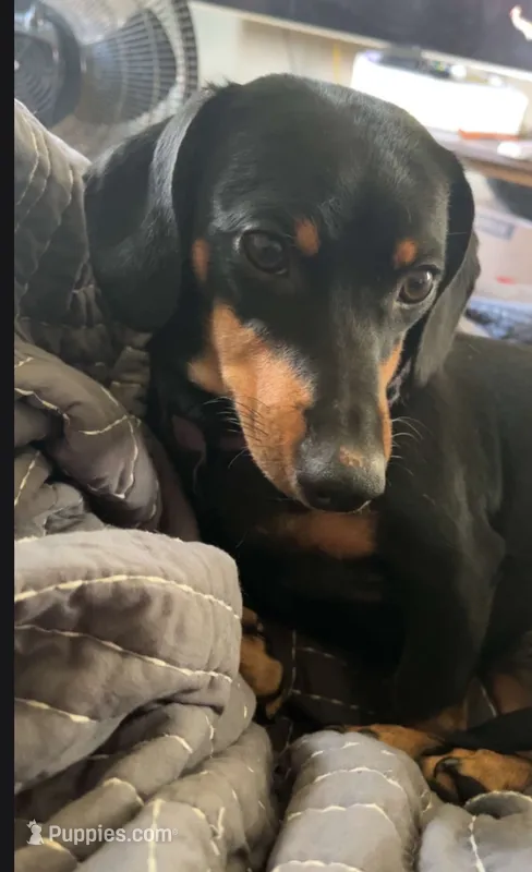 Adoption Beppo – Shih Tzu, Miniature Dachshund puppy for sale in Ashland, OH