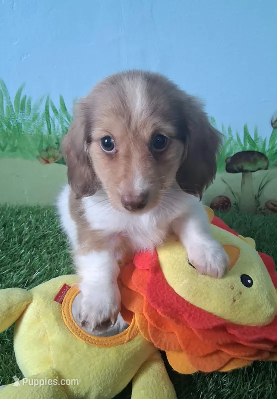 Arlo – Miniature Dachshund puppy for sale in Ashland, OH