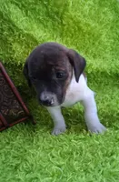 Tigger, a male Jack Russell Terrier and Miniature Dachshund for sale in Ashland, OH – 4 of 7
