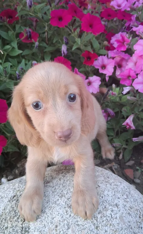 Chester – Miniature Dachshund puppy for sale in Ashland, OH