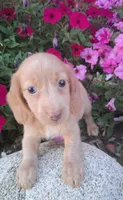 Chester, a male Miniature Dachshund for sale in Ashland, OH – 1 of 6